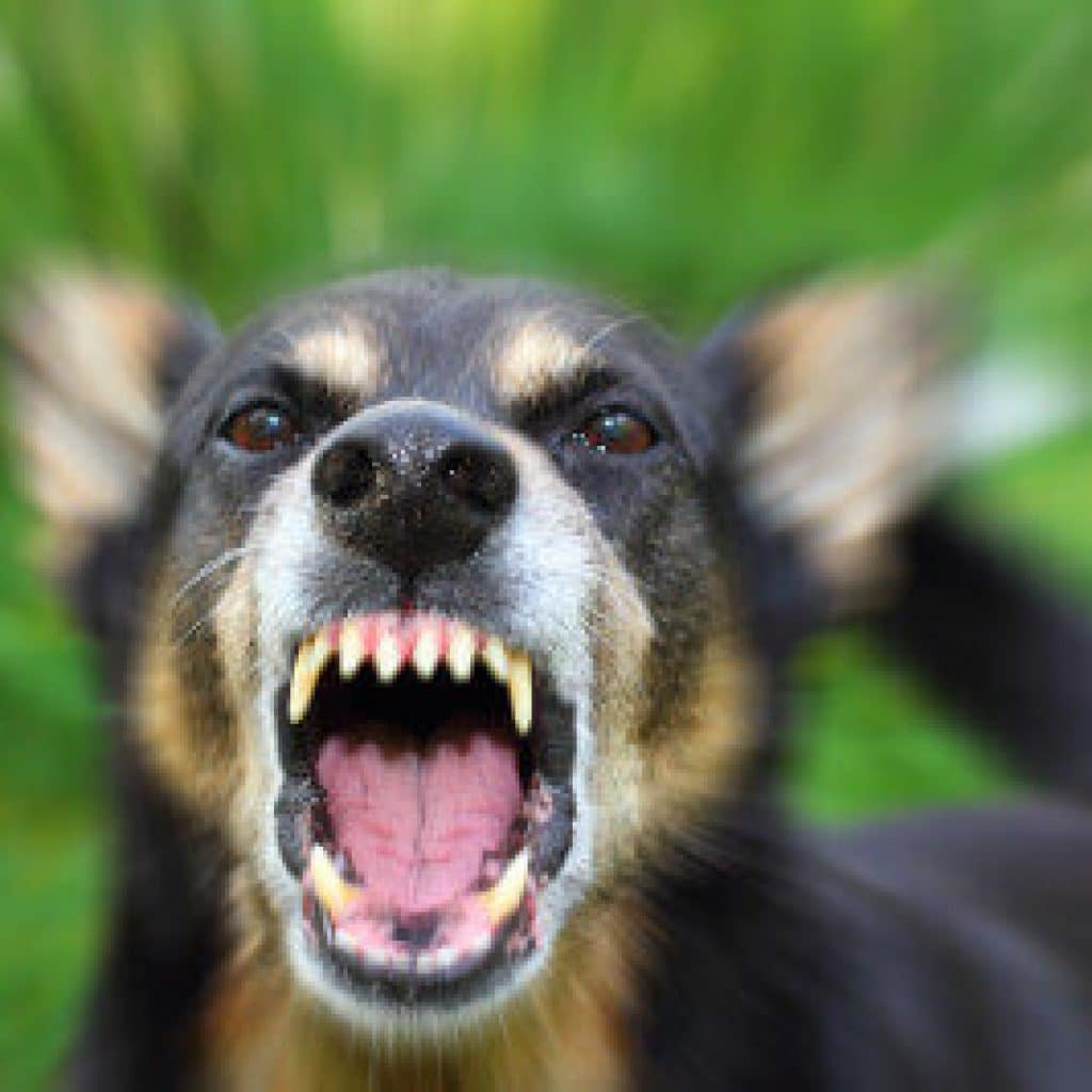 Importance of Your Dog Bite Injury Case