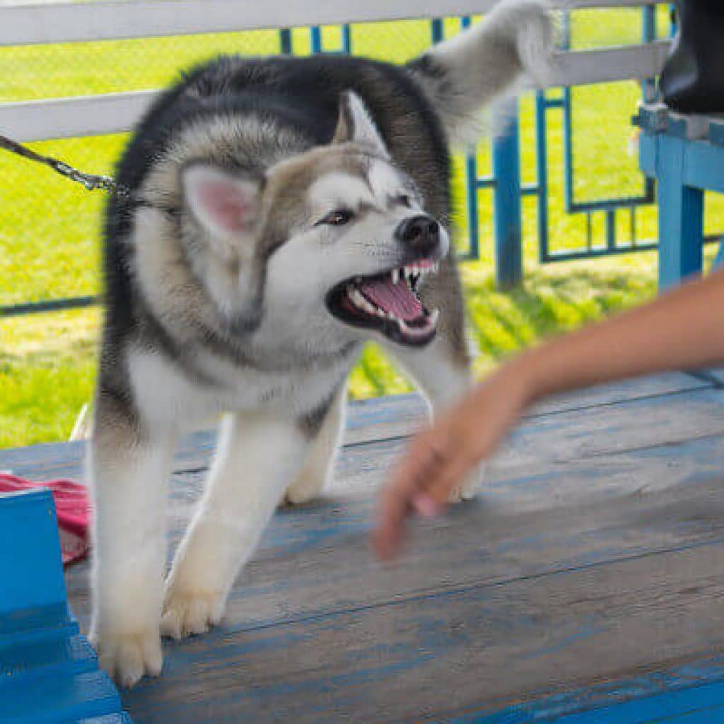 What Legal Recourse Do I Have as a Postal Carrier Against the Owner of a Dog that Bit Me?
