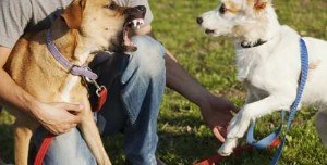 Attacked by a Dog