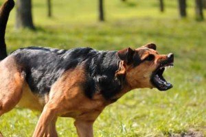 Holding Owners Accountable for Dog Bite Injuries