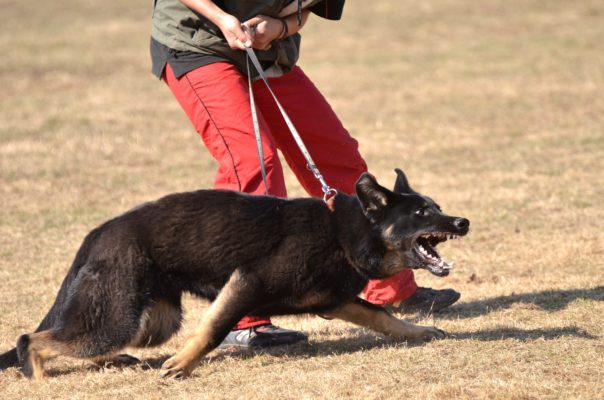 3 Dog Bite Accident Tips in Buffalo