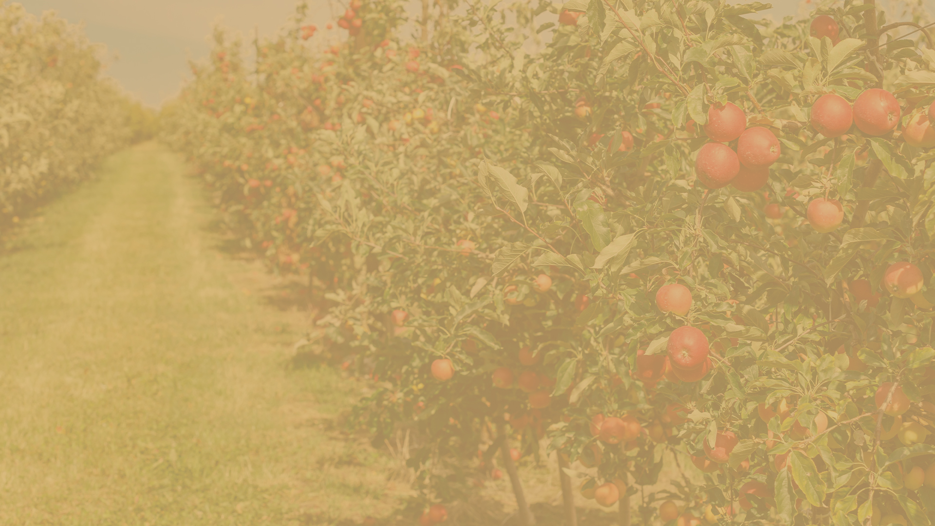 Orchard