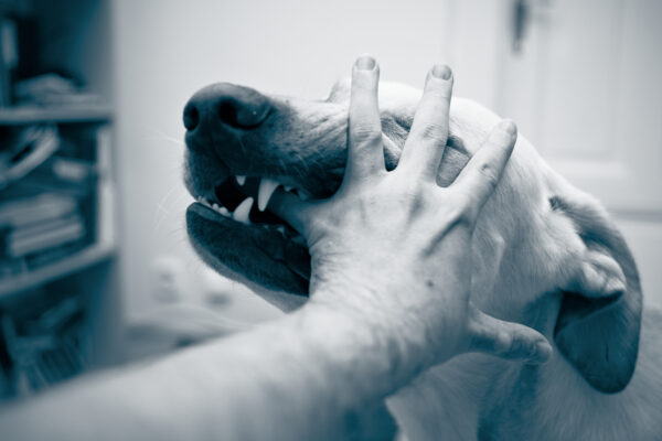 What Compensation Can You Expect in a New York Dog Bite Case?