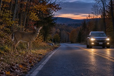 Deer beside a rural New York road as a car approaches at twilight