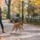 Does a Dog Leash Affect a New York Dog Bite Claim?